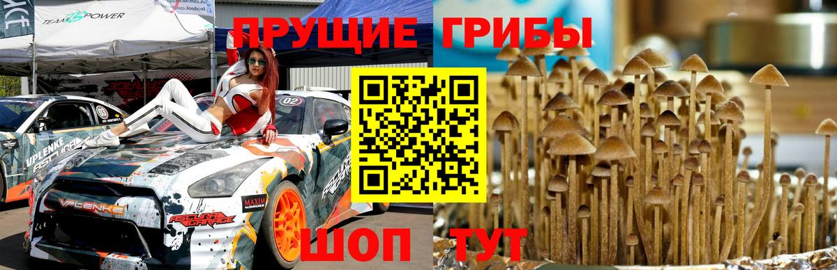 Вязники  купить закладку  Псилоцибиновые грибы GOLDEN TEACHER  Вход с VPN  Галлюциногенные грибы GOLDEN TEACHER 